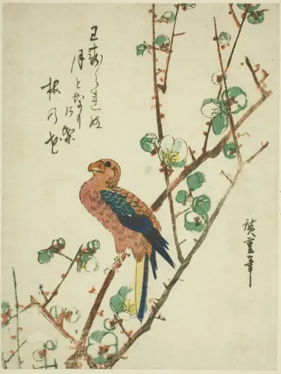 Parrot on plum tree