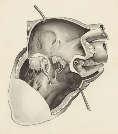 Part of the heart and circulatory system