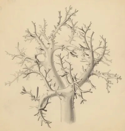 Part of the human anatomy