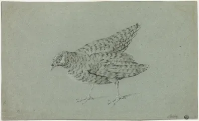 Partridge