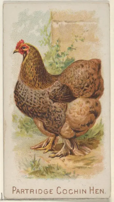 Partridge Cochin Hen, from the Prize and Game Chickens series (N20) for Allen & Ginter Cigarettes
