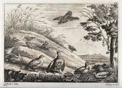 Partridges and snipe on a grassy bank
