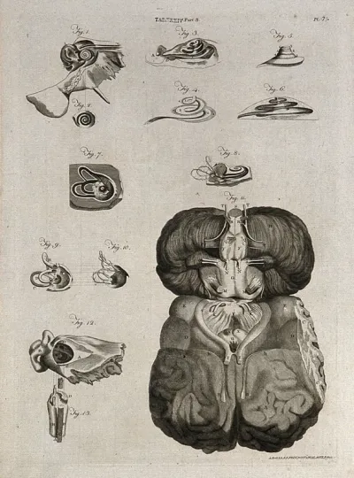 Parts of the ear, and base of the brain: thirteen figures