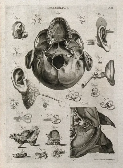 Parts of the ear, and base of the skull showing teeth, ear and nose: fourteen figures