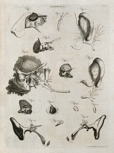 Parts of the ear: fourteen figures