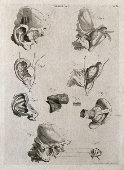 Parts of the ear: ten figures