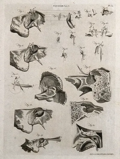 Parts of the ear: twenty-one figures