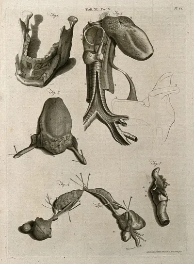 Parts of the jaw, tongue and larynx: five figures