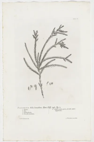 Passerina filiformis