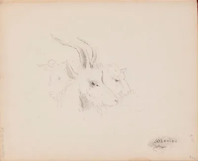 Pässi ja lampaat. Merkitty: Albertus