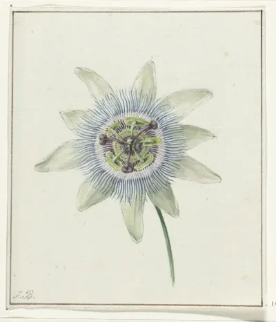 Passiebloem