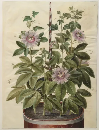 Passiflora incarnata (passionsblomst)