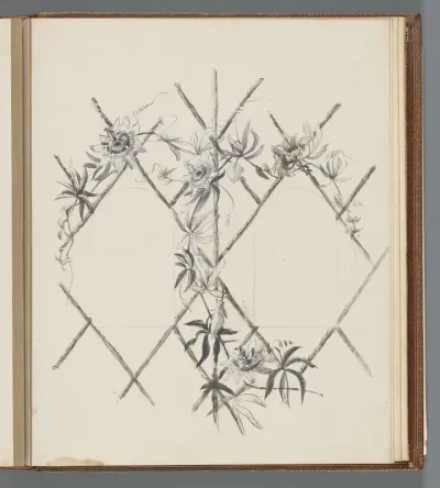 Passiflora