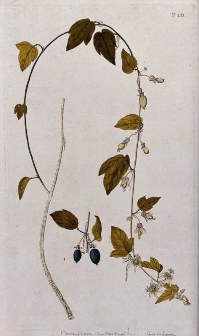 Passion flower (Passiflora suberosa L.): flowering and fruiting stem with separate mature fruit