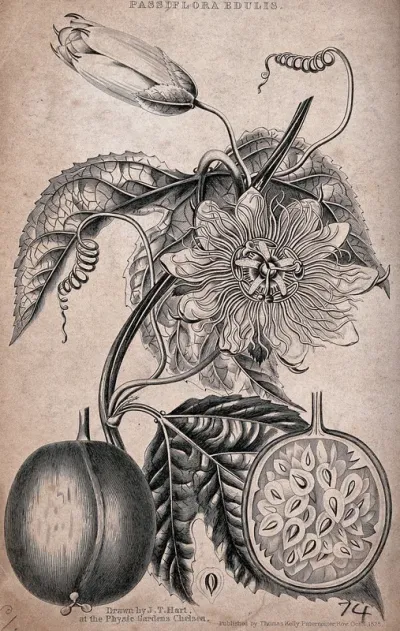 Passion fruit (Passiflora edulis): flowering stem, fruit and floral segments