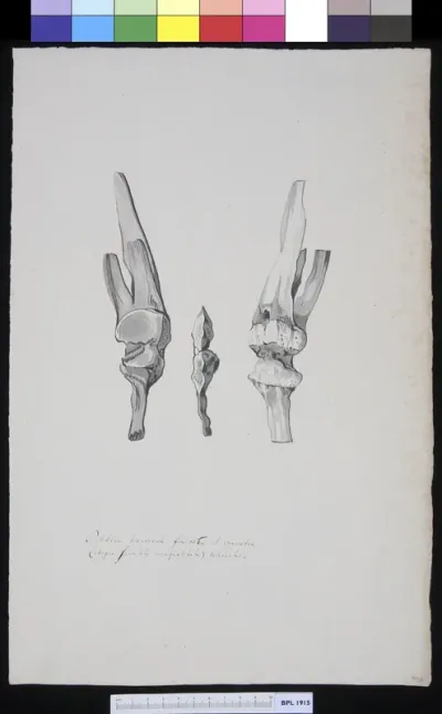 Patella