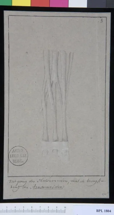 Pathology, fractures (Neural pathway, neck)