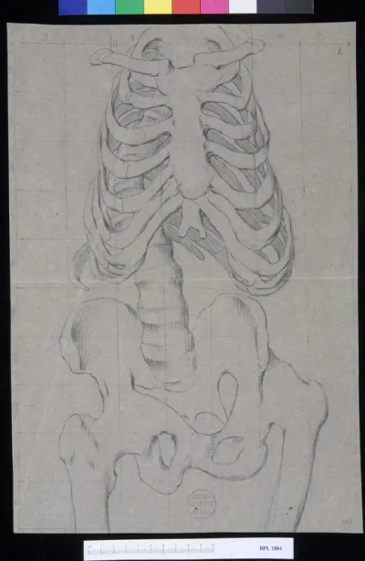 Pathology, fractures (Torso, skeleton)
