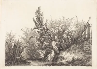 Patience d'eau, étude (Study of a Patience-Dock)