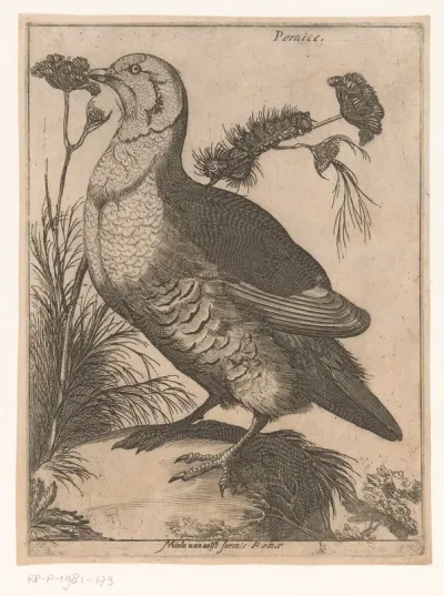 Patrijs