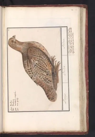 Patrijs (Perdix perdix)