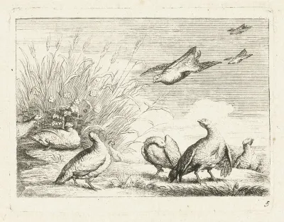 Patrijzen