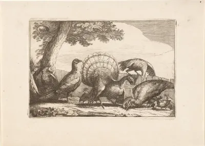 Pauwen en kalkoenen