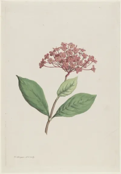 Pauwenkers (Ixora coccinea)