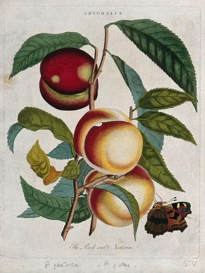 Peach (Prunus persica) and nectarine (Prunus persica var