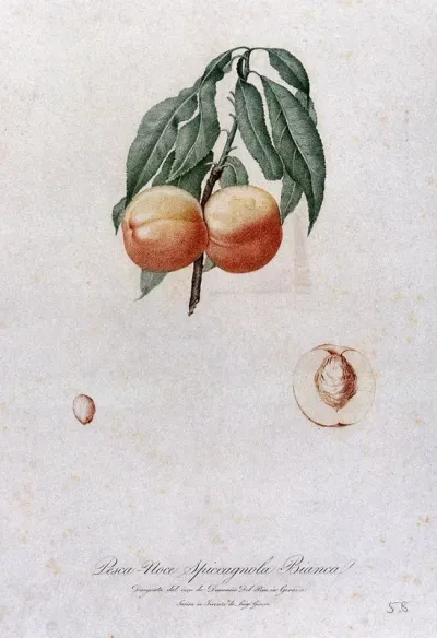 Peach (Prunus species): fruiting branch with halved fruit and seed
