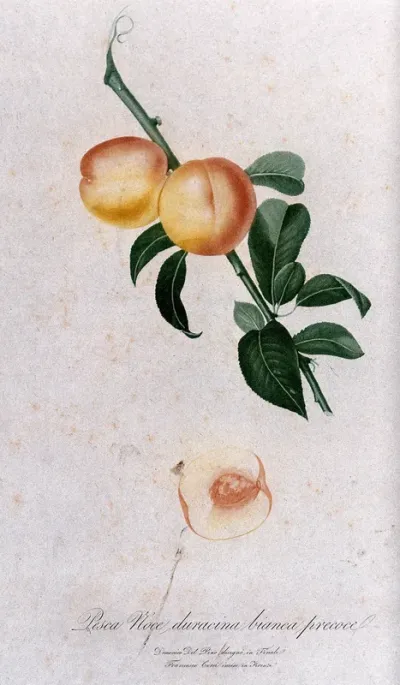 Peach (Prunus species): fruiting branch with halved fruit
