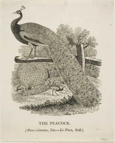 Peacock
