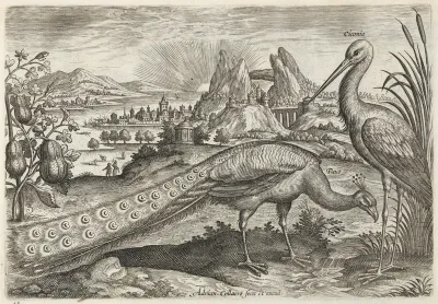 Peacock and Stork