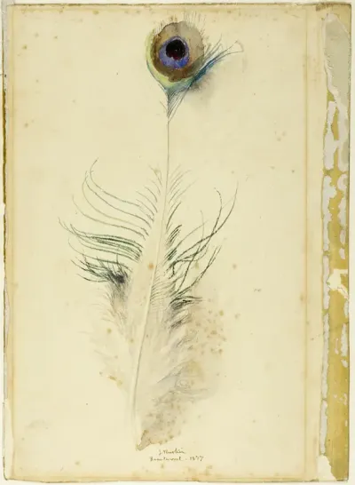 Peacock Feather
