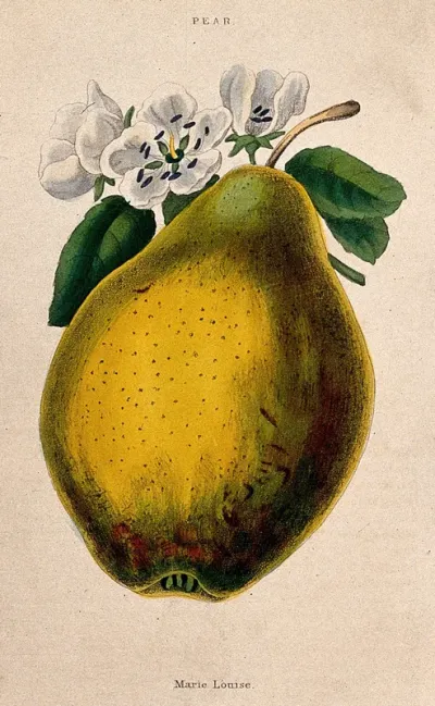 Pear (Pyrus communis cv.): fruit and flowers