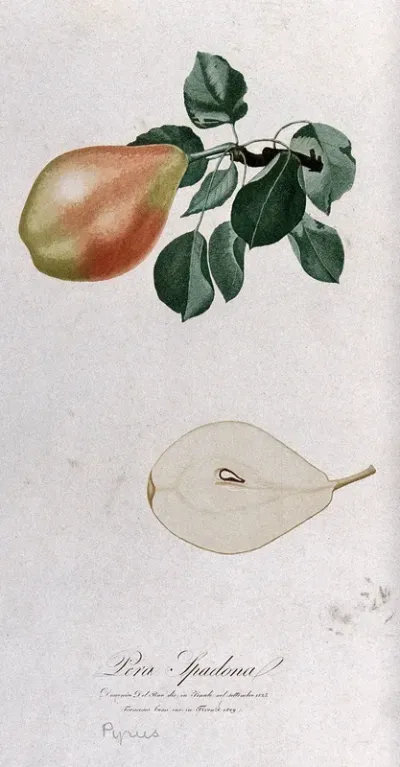 Pear (Pyrus species): fruiting branch with halved fruit