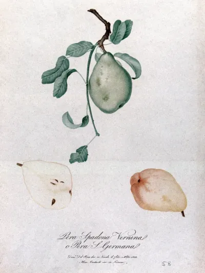 Pear (Pyrus species): fruiting branch with sections of fruit