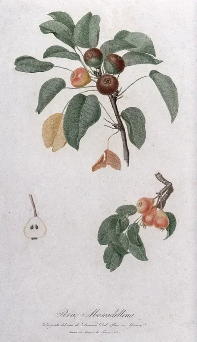Pear (Pyrus species): fruiting branches with halved fruit