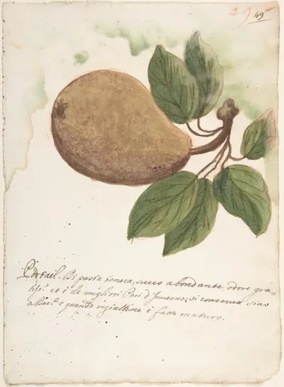 Pear