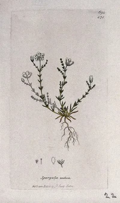 Pearlwort (Sagina nodosa): flowering plant and floral segments