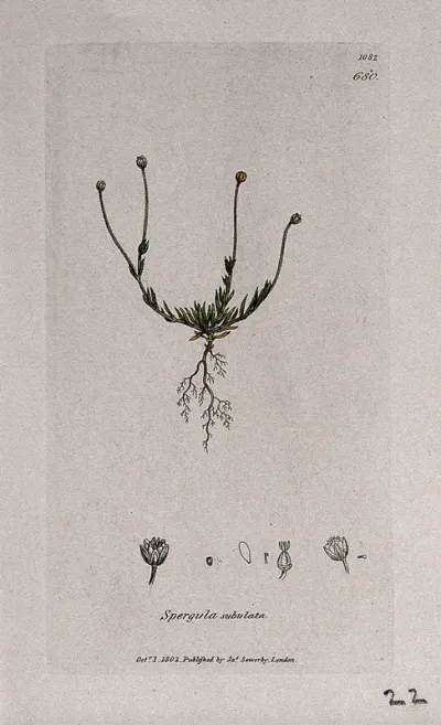 Pearlwort (Sagina species): flowering plant and floral segments