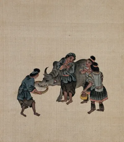 Peasant women feeding a cow