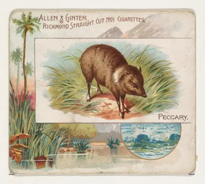 Peccary, from Quadrupeds series (N41) for Allen & Ginter Cigarettes