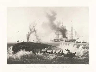 Pêche de la Baleine, Whale-Fishery