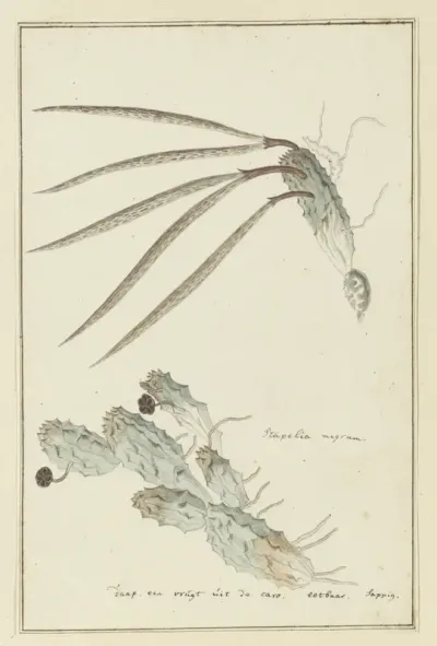 Pectinaria articulata (Ait.) Haw.