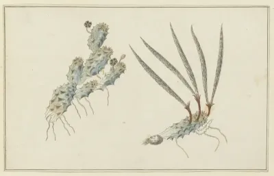 Pectinaria articulata (Ait.)