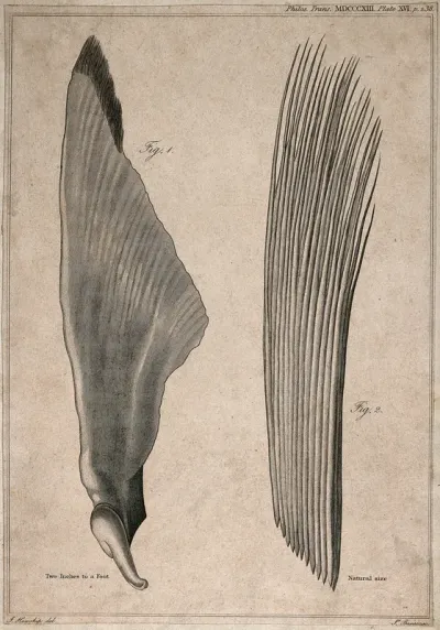 Pectoral fin of a basking shark (squalus maximus): two figures