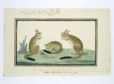 Pedetes cafer (South African springhare)