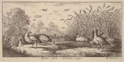 Pedrix rubra, The Red-Legged Partridge