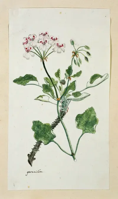 Pelargonium echinatum W. Curtis